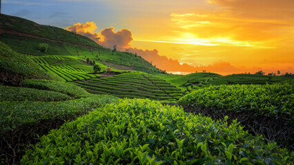 green tea plantations in sunset
