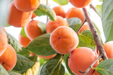Persimmon Fruit, Ripe Orange Persimmons On The Persimmon Tree