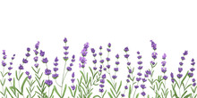 Lavender Flower Border. Floral Lavanda Decor Design. Botanical Decoration With Lavendar Plants, Violet Blossomed Herbs, French Blooms And Leaf. Drawn Vector Illustration Isolated On White Background