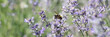 Beautiful lavender blossom in fields and bee on flower