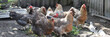 Chicken in poultry farm and natural organic poultry