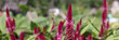 Ornamental plants celosia burgundy. Beautiful summer flowers closeup