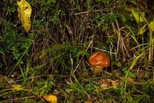 A White Mushroom (Boletus Edulis) In The Forest