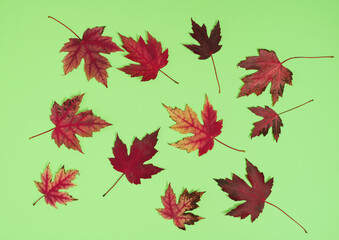 Wall Mural - Maple leaves on light green background