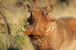 Portrait of a warthog (Phacochoerus africanus) in natural habitat, South Africa.