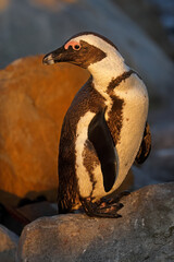 Poster - An African penguin (Spheniscus demersus) sitting on a coastal rock, South Africa.