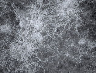 Mycelium fungus, Fusarium euwallaceae. Macro. Background. Texture