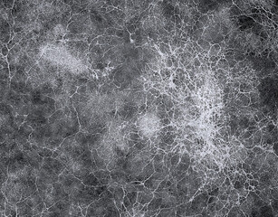 Mycelium fungus, Fusarium euwallaceae. Macro. Background. Texture