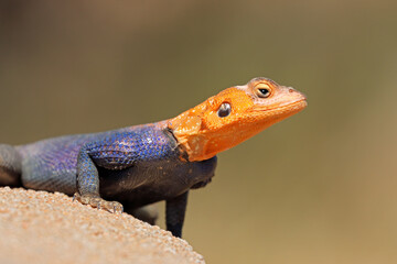 Wall Mural - Portrait of a male Namib rock agama (Agama planiceps) in bright breeding colors, Namibia.