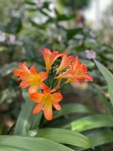 Flowering, Orange Bush Lily (Clivia Miniata) In The Garden, Vertical