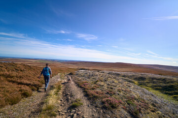 Wall Mural - A female hiker walking in the remote heather moors below Bolt's Law near Blanchland in Northumberland near the County Durham border in England, UK.