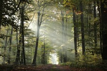 A Path Through A Deciduous Forest With The Rays Of The Sun Between Beech Trees On A Foggy Autumn Morning