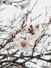 Wall Mural - White blooming flower on a tree branch. spring garden