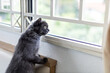 A grey cat waiting by a window ready to catch some birds