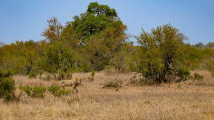 Wall Mural - The male lion walking in the wild