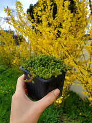 Wall Mural - Buying a new potted succulent houseplant. Woman holding a plant in her hand evergreen goldmoss stonecrop. Sedum acre