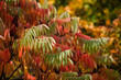 Essigbaum im Herbst