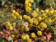 Aster lynosyris ou Galatella linosyris -  à floraison jaune en corymbes, corolles quinquéfides, bractées et akènes velus sur tiges dressées au feuillage étroit