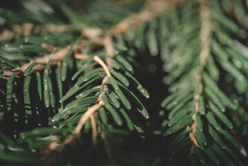 Wall Mural - Fir tree brunch close up, Christmas wallpaper concept. Christmas Background with beautiful green pine tree brunch close up. Green prickly branches of a fur-tree or pine. 