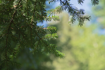 Wall Mural - Fir tree brunch close up, Christmas wallpaper concept. Christmas Background with beautiful green pine tree brunch close up. Green prickly branches of a fur-tree or pine. 