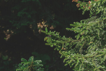 Wall Mural - Fir tree brunch close up, Christmas wallpaper concept. Christmas Background with beautiful green pine tree brunch close up. Green prickly branches of a fur-tree or pine. 