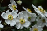 Fototapeta Storczyk - Białe zawilce mieszańcowe Andrea Atkinson (Anemone hybrida) w szarościach i cieniach