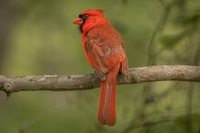 Male Northern Cardinal Perched On A Tree Branch