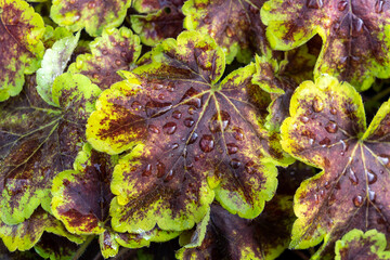 Wall Mural - heucherella 'solar eclipse' an herbaceous perennial foliage plant with light green and brown leaves 