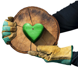 Hands with protective work gloves holding a cross section of a tree trunk with a green wooden heart. Isolated on white or transparent background, photography, png.