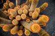 Großer blühender Kaktus auf schwarzem Lavasand von oben forografiert