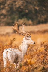 Poster - Vertical shot of a white fallow deer in the meadow. Dama dama.