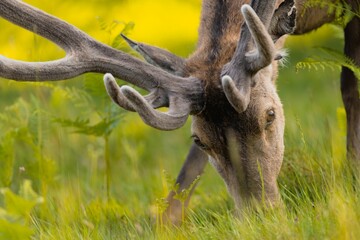 Poster - Closeup of a red deer stag with velvet antlers grazing in the meadow.