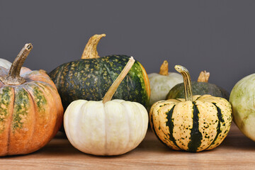 Wall Mural - Baby Boo pumpkin and Sweet Dumpling squash between mix of different colorful pumpkins and squashes in front of gray wall