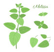 Melissa. Set of twigs and green leaves of the herbaceous aromatic plant lemon balm. Vector illustration isolated on white background.