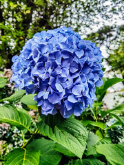 Poster - Hydrangea macrophylla known as bigleaf, French or mophead hydrangea, penny mac and hortensia