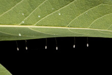 Typical Green Lacewing Eggs