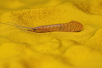 Canvas Print - Adult Caddisfly Insect