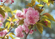 Beautiful floral spring background of double flowers of the Pink Flowering Cherry, Prunus serrulata Kanzan variety, family Rosaceae. Also known as the East Asian Cherry and Sekiyama. Japanese cultivar