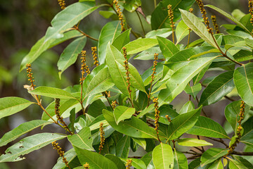 Poster - Angiosperm Tree Leaves