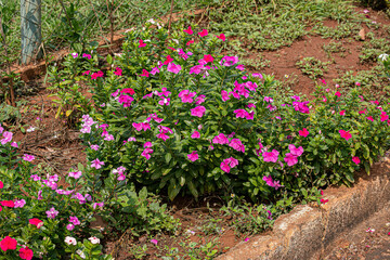 Wall Mural - Pink Madagascar Periwinkle Flower