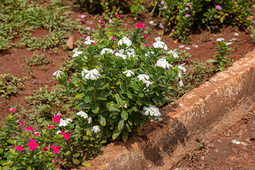 Poster - White Madagascar Periwinkle Flower