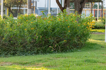 Wall Mural - Orange Flower of Common Lantana Plants