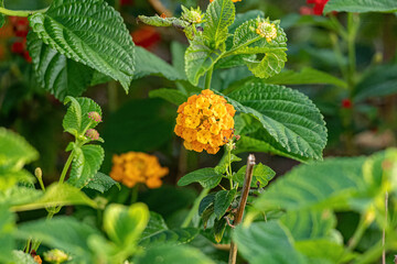 Wall Mural - Orange Flower of Common Lantana