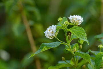 Poster - White Flower of Common Lantana