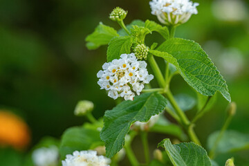 Wall Mural - White Flower of Common Lantana