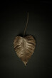 Beautiful photo of dry leaf with dramatic light shot on dek background. An abstract photo with nature elements for art frame or canvas print.