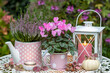 florales Arrangement mit pink Alpenveilchen, Heidekraut und Laterne