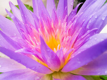 Close-up Of Lotus Purple Beautiful Macro