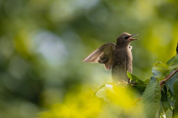 Poster - Closeup of a young juvenile European starling, Sturnus vulgaris flapping wings.