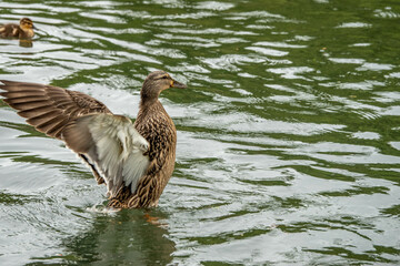 Sticker - female mallard duck flapping wings about to take off from the water with duckling in the background